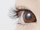 Cool Lash�i�N�[�����b�V���j�T�L�X