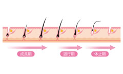 生えかわりの周期について