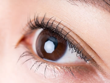 EVER EYESiGo[ACYjȂΓXꌾ